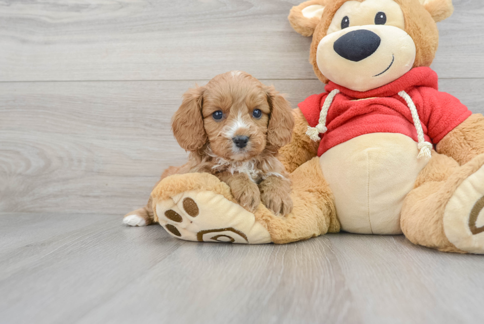 Cavapoo Puppy for Adoption