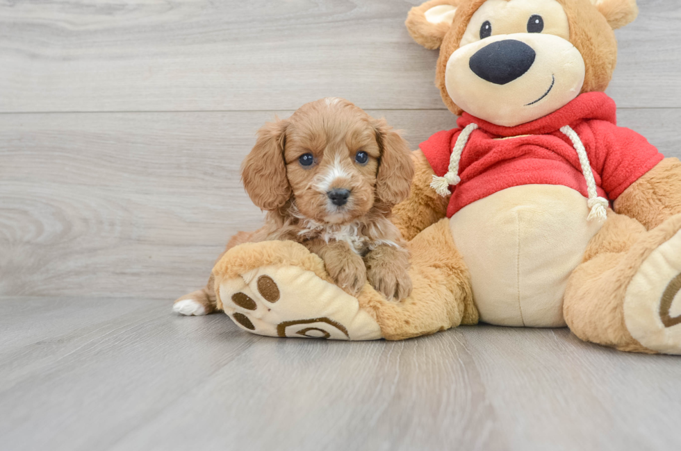 5 week old Cavapoo Puppy For Sale - Puppy Love PR