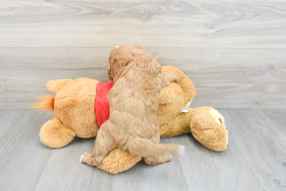 Cavapoo Puppy for Adoption