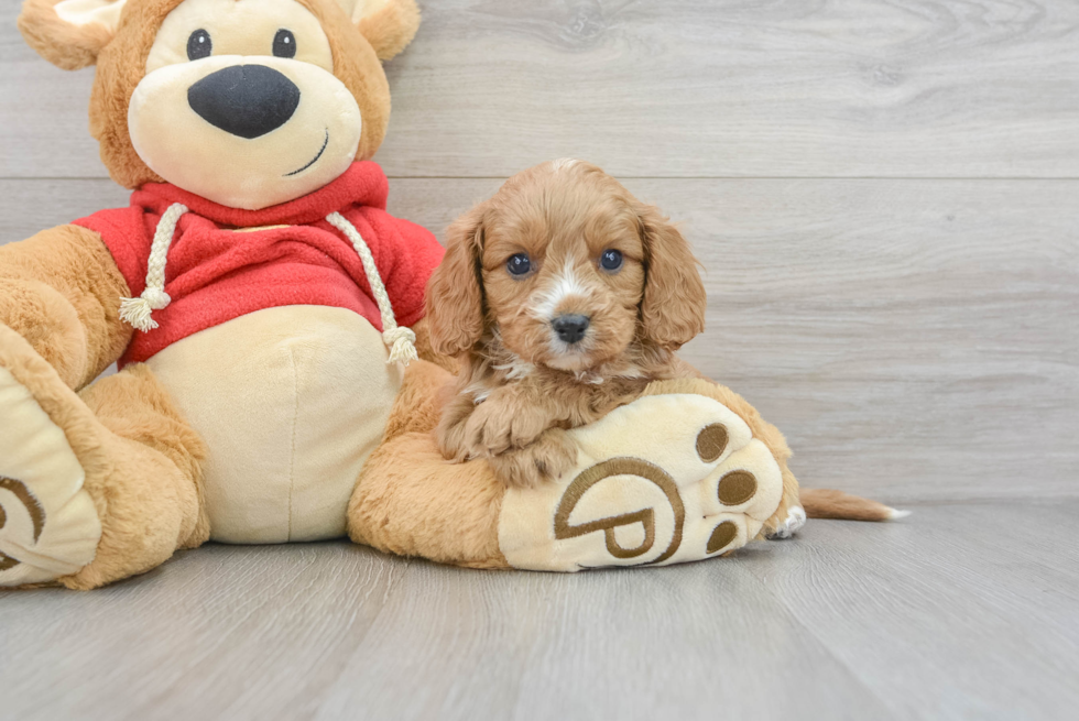 Smart Cavapoo Poodle Mix Pup