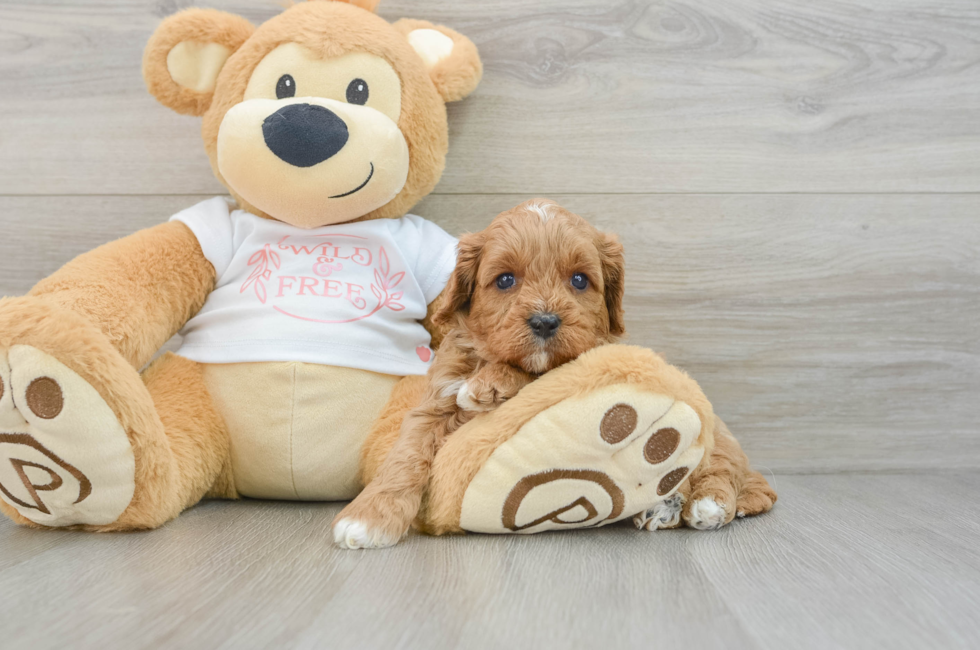 5 week old Cavapoo Puppy For Sale - Puppy Love PR