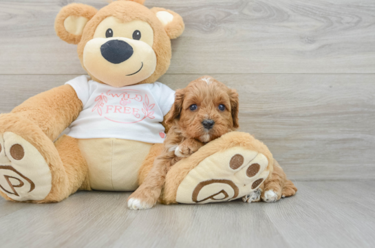 Funny Cavapoo Poodle Mix Pup