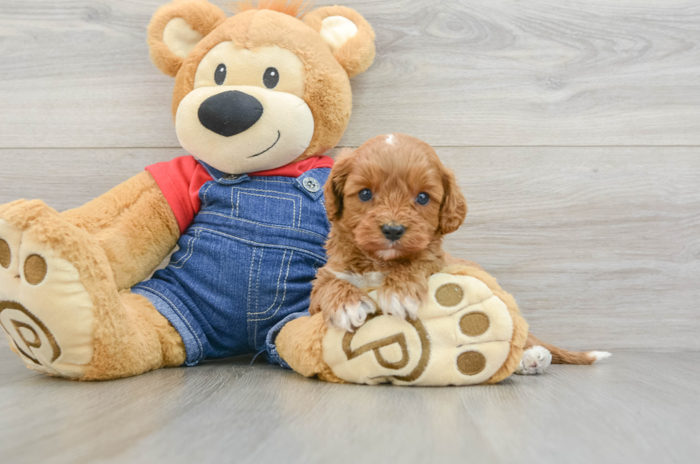 6 week old Cavapoo Puppy For Sale - Puppy Love PR