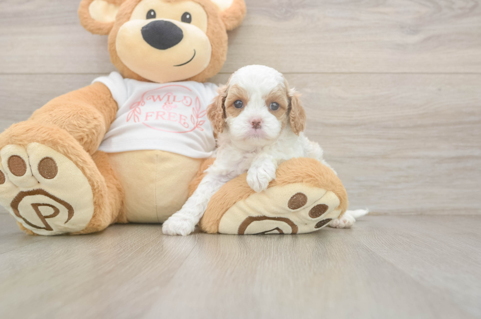 5 week old Cavapoo Puppy For Sale - Puppy Love PR