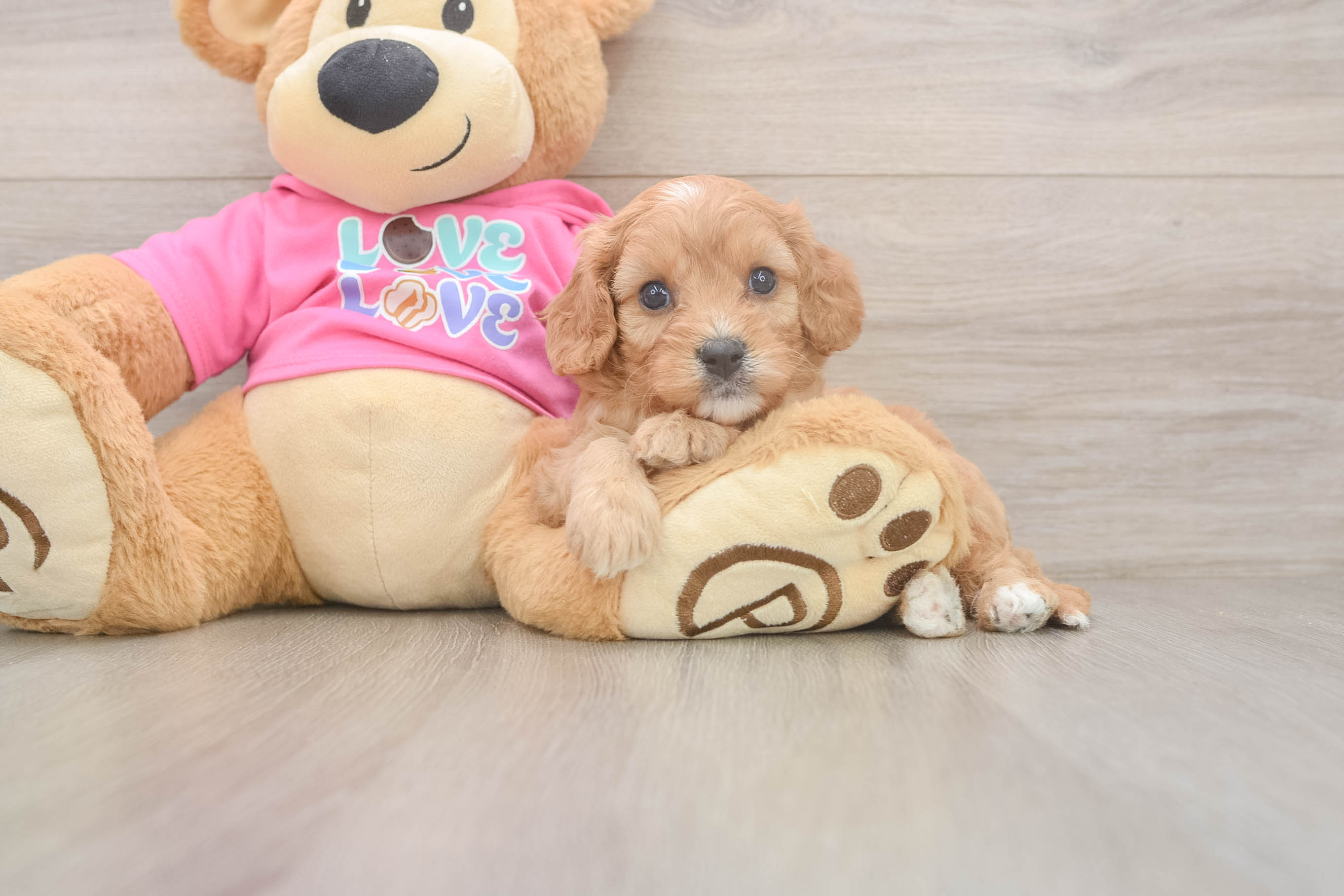 Best Cavapoo Baby