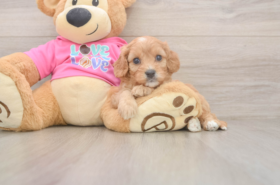 6 week old Cavapoo Puppy For Sale - Puppy Love PR