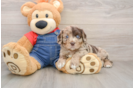 Hypoallergenic Cavadoodle Poodle Mix Puppy