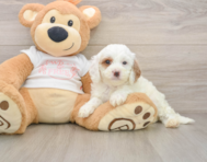 7 week old Cavapoo Puppy For Sale - Puppy Love PR