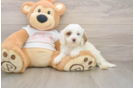 Best Cavapoo Baby
