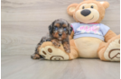 Cavapoo Pup Being Cute