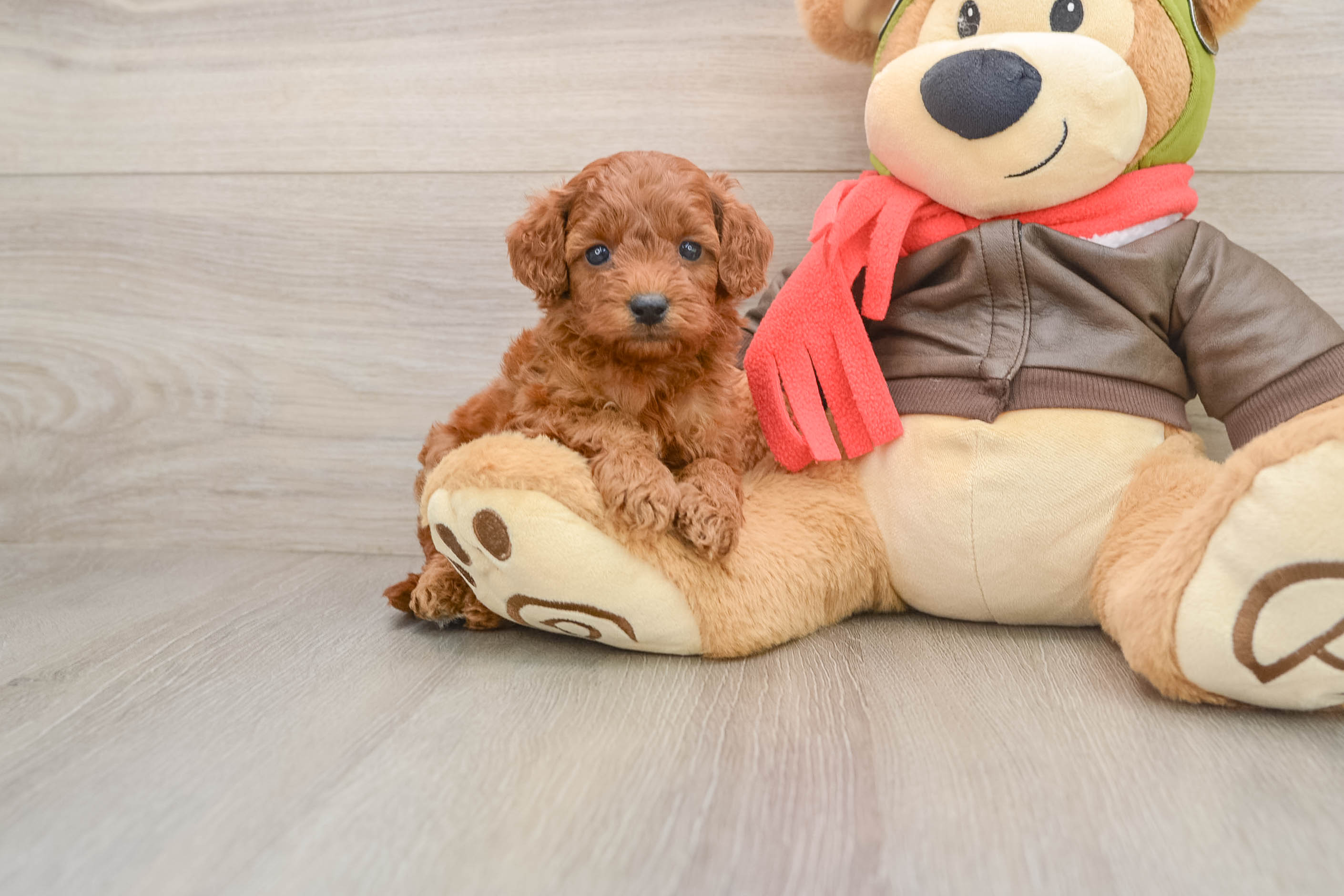 Cavapoo Pup Being Cute