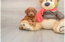 Cavapoo Pup Being Cute