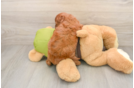 Best Cavapoo Baby