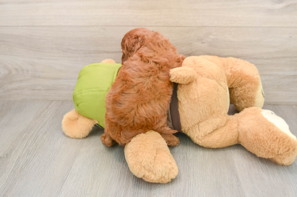 Best Cavapoo Baby