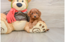 Best Cavapoo Baby