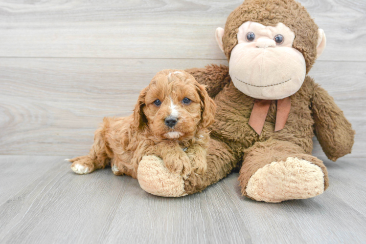 Sweet Cavapoo Baby