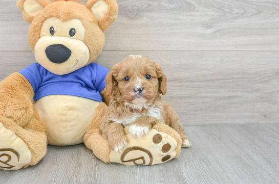 Cavapoo Pup Being Cute