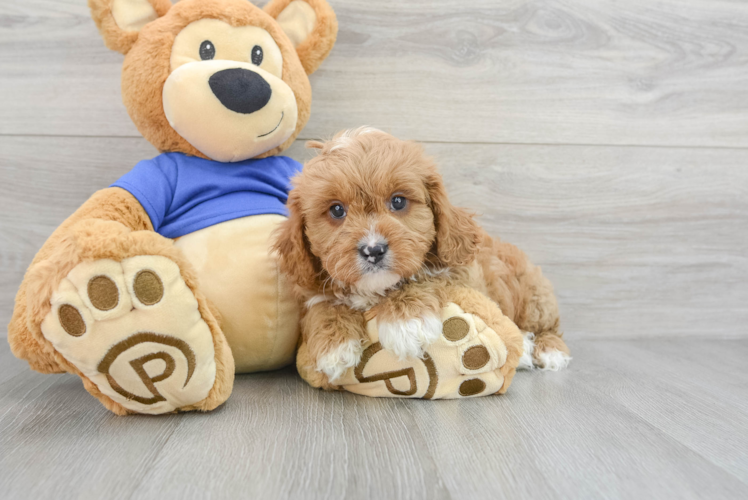 Adorable Cavoodle Poodle Mix Puppy