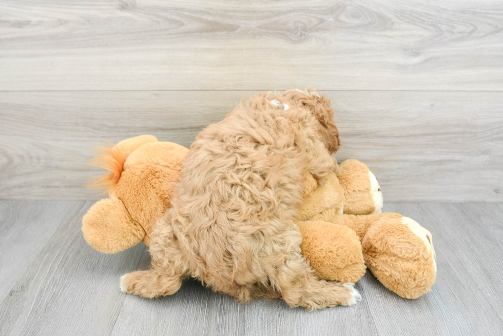 Little Cavoodle Poodle Mix Puppy