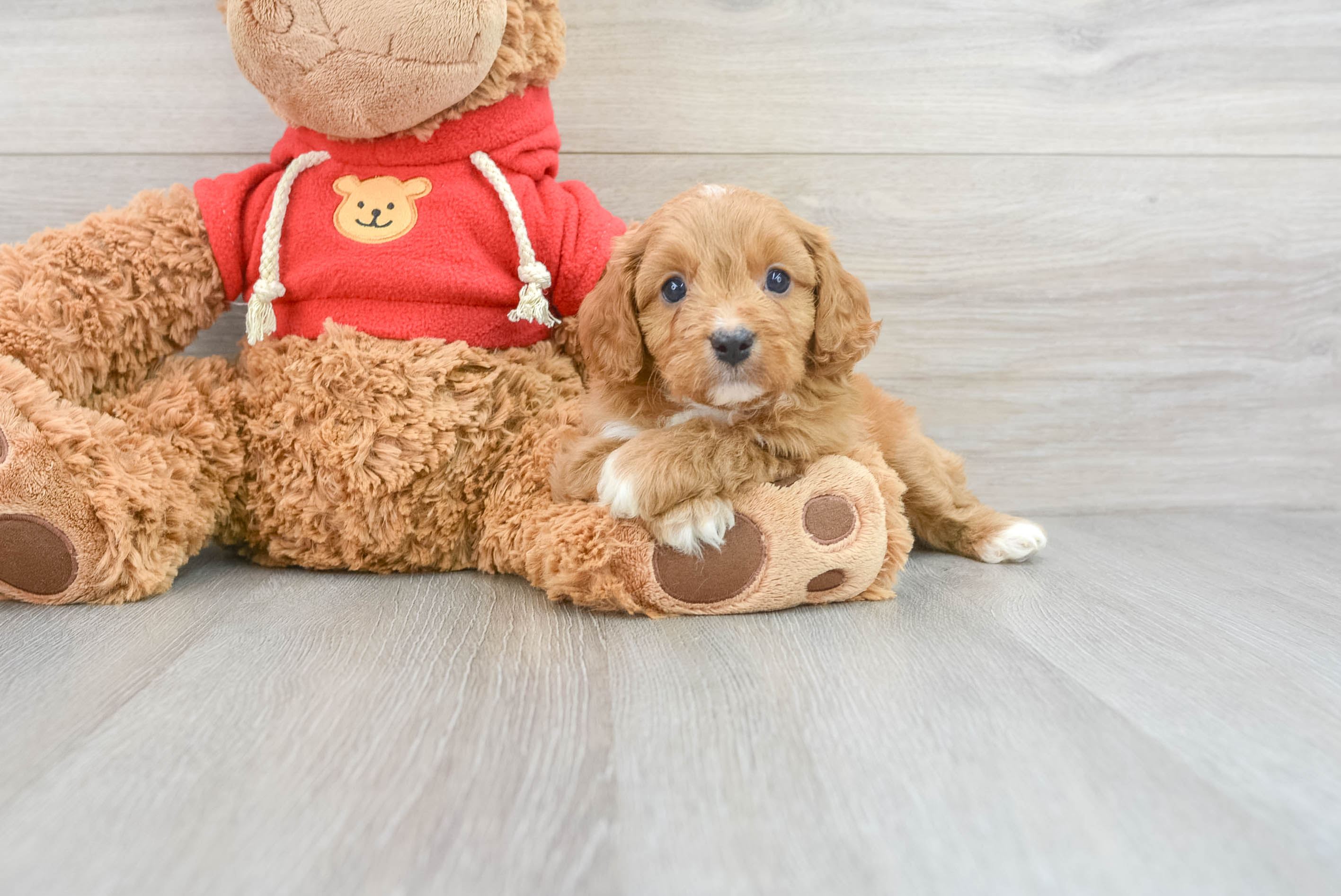 Cute Cavapoo Baby