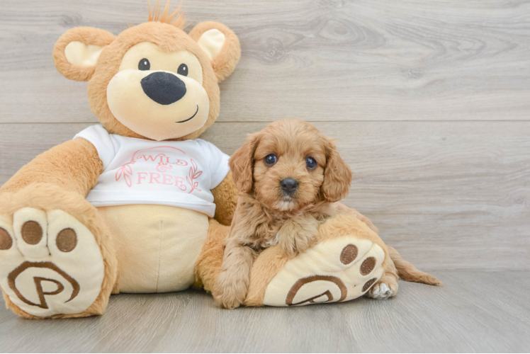 Sweet Cavapoo Baby