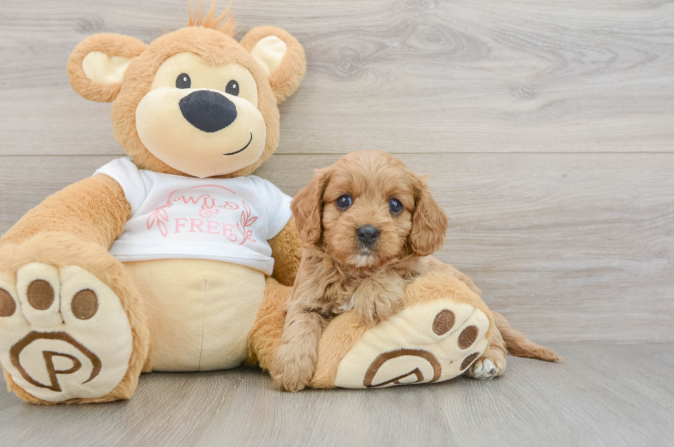 6 week old Cavapoo Puppy For Sale - Puppy Love PR