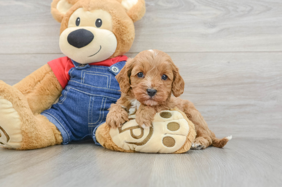 6 week old Cavapoo Puppy For Sale - Puppy Love PR