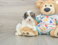 8 week old Cavapoo Puppy For Sale - Puppy Love PR