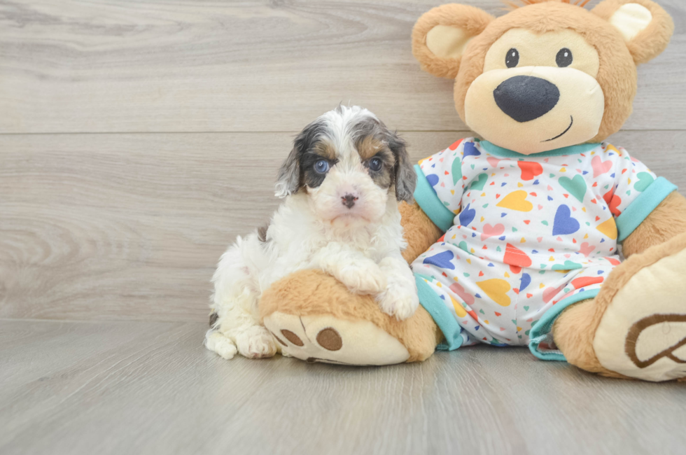 5 week old Cavapoo Puppy For Sale - Puppy Love PR