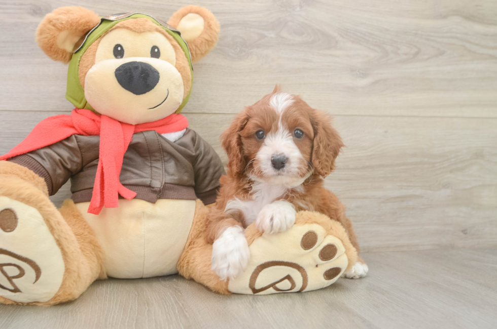 5 week old Cavapoo Puppy For Sale - Puppy Love PR