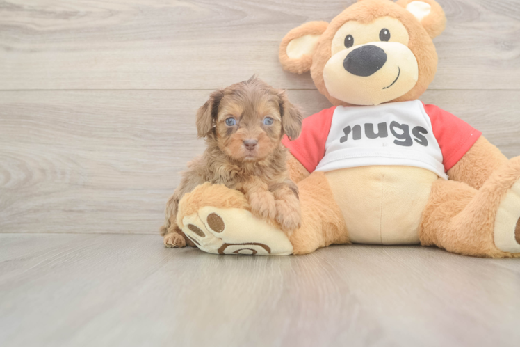 Small Cavapoo Baby