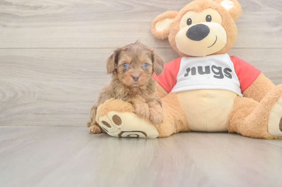 5 week old Cavapoo Puppy For Sale - Puppy Love PR