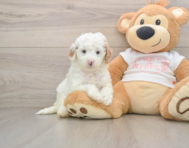 7 week old Cavapoo Puppy For Sale - Puppy Love PR