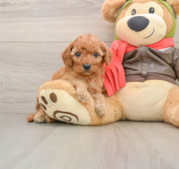 7 week old Cavapoo Puppy For Sale - Puppy Love PR