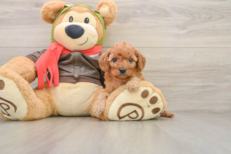 Funny Cavapoo Poodle Mix Pup