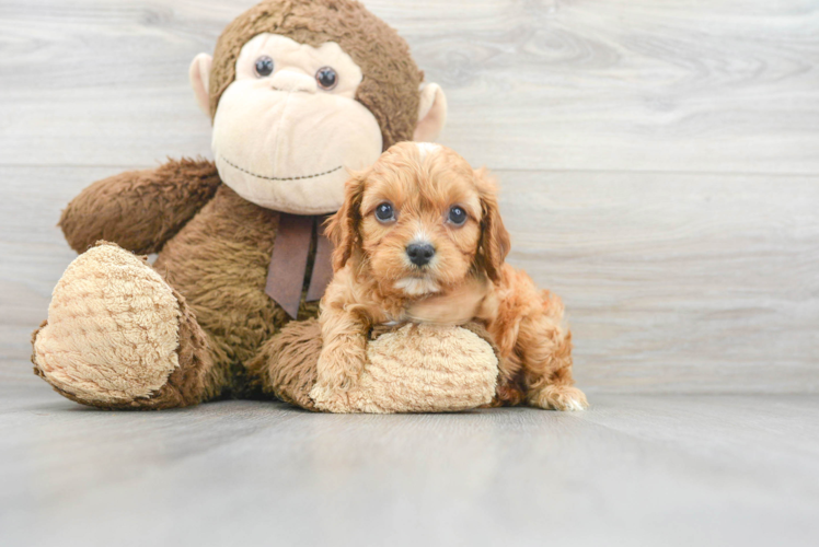 Cute Cavoodle Poodle Mix Puppy