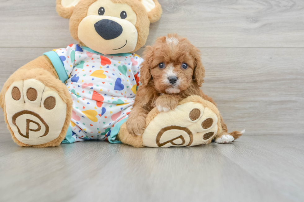 5 week old Cavapoo Puppy For Sale - Puppy Love PR