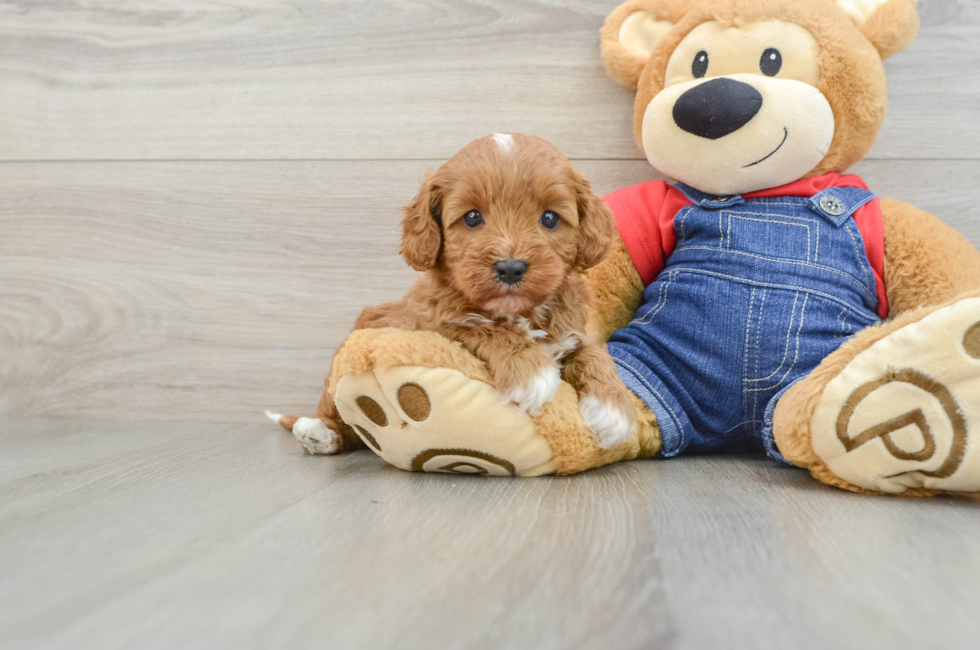 6 week old Cavapoo Puppy For Sale - Puppy Love PR