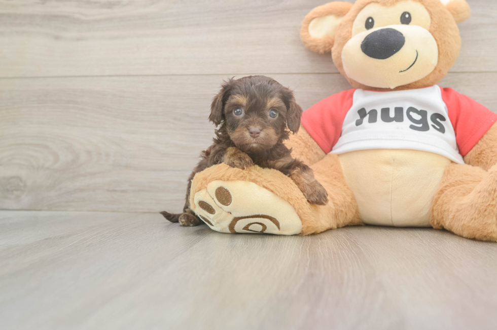 5 week old Cavapoo Puppy For Sale - Puppy Love PR
