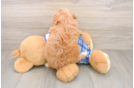 Cute Cavapoo Baby