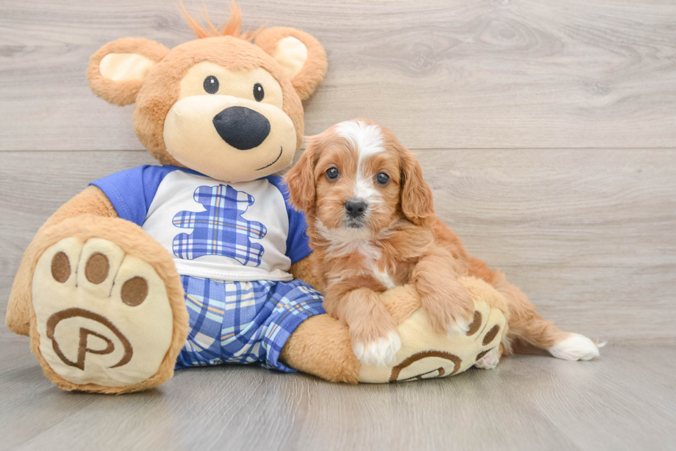 Cavapoo Pup Being Cute
