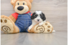 Adorable Cavalier King Charles Spaniel and Poodle Mix Poodle Mix Puppy