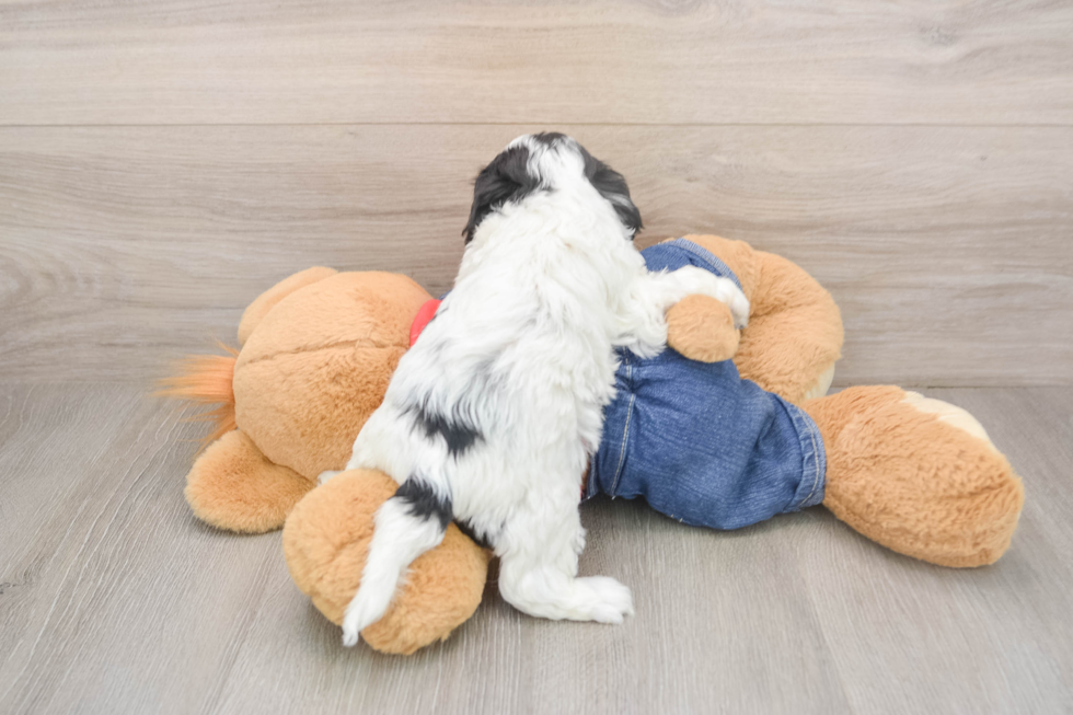 Popular Cavapoo Poodle Mix Pup
