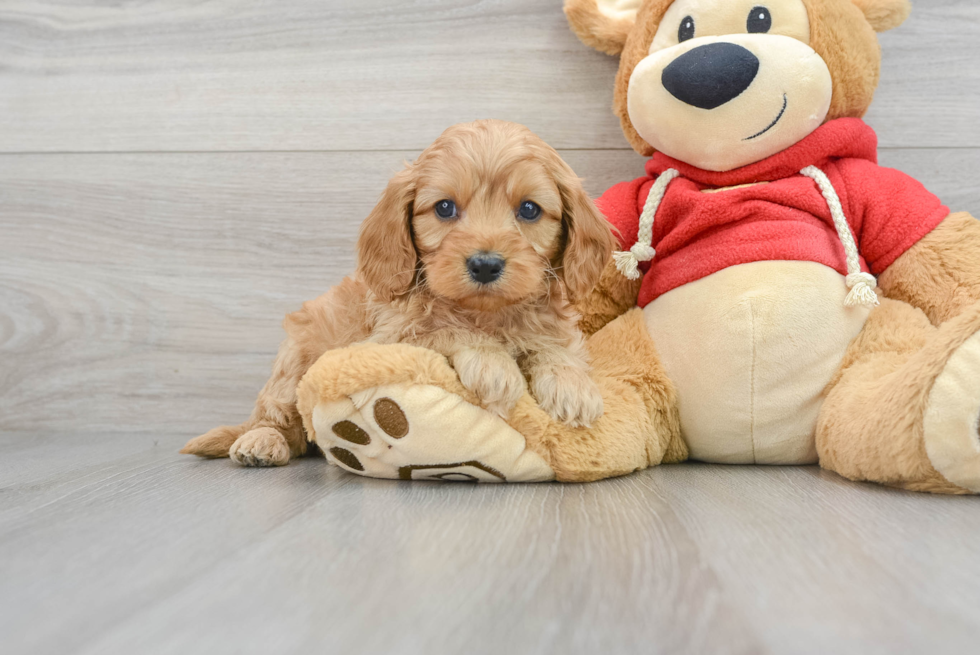 Best Cavapoo Baby