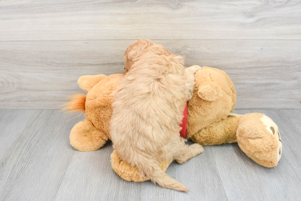Sweet Cavapoo Baby