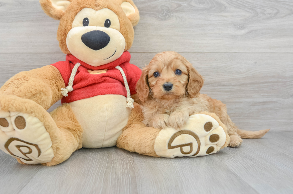 5 week old Cavapoo Puppy For Sale - Puppy Love PR