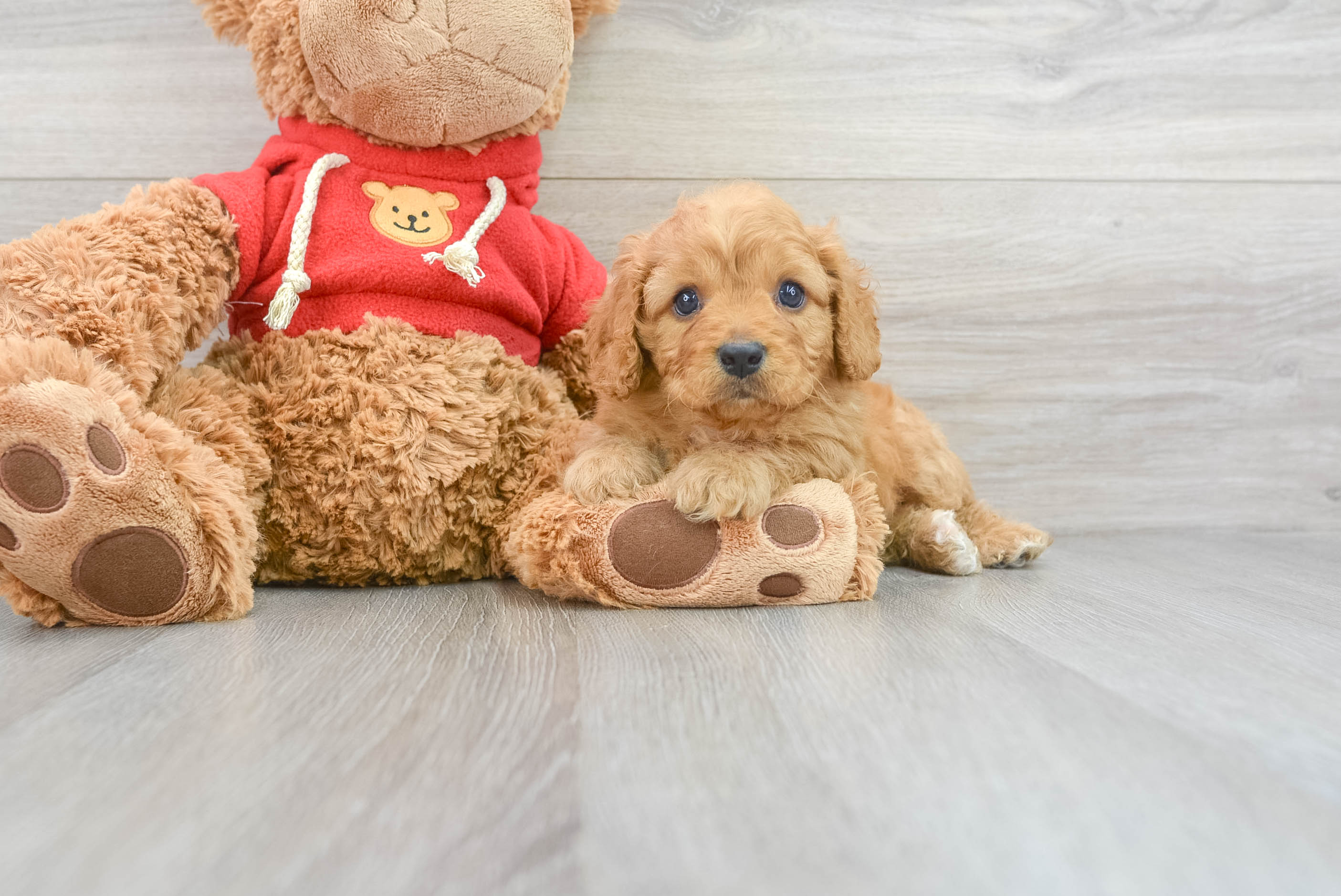 Best Cavapoo Baby