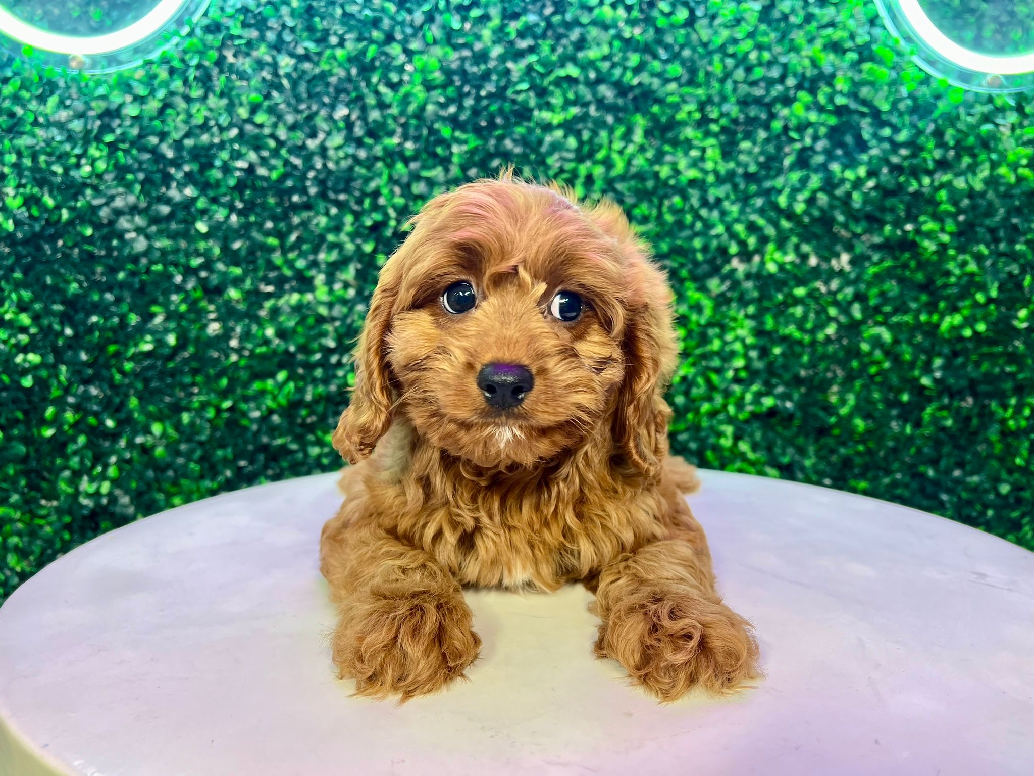 Best Cavapoo Baby