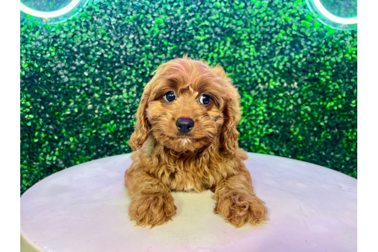 Meet Andrew - our Cavapoo Puppy Photo 1/4 - Puppy Love PR Best Cavapoo Baby