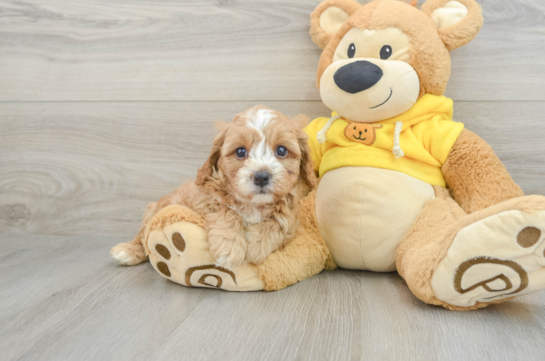 Smart Cavapoo Poodle Mix Pup